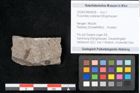 Foto (Objekt + Etikett) von Puccinites zosterae Ettingshausen (NHMW-GEO-2024-0188-6628)